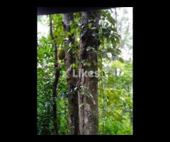 Matale , Raththota Land for Sell